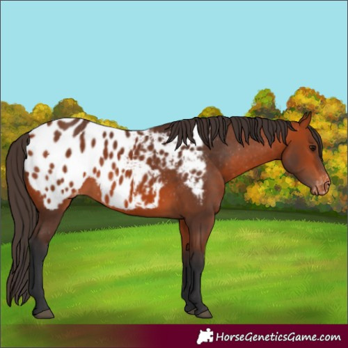 Horse Color:Bay Blanket