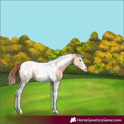 Horse Color:Amber Champagne Dun Splash Tobiano Frame Blanket Rabicano