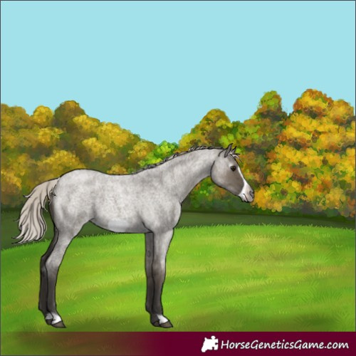 Horse Color:Gray Silver Smoky Grullo Roan Frame