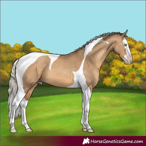 Horse Color:Gray Silver Amber Champagne Dun Splash Tobiano