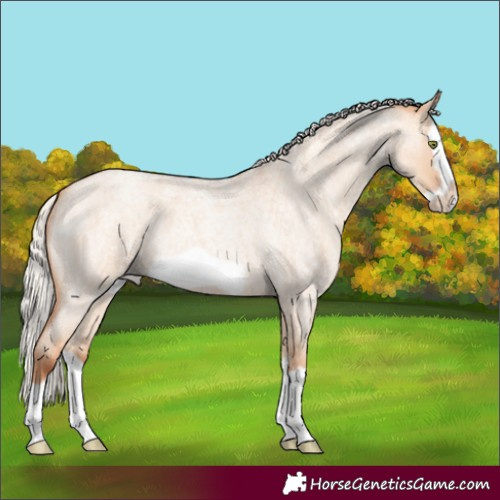 Horse Color:Silver Amber Champagne Roan Dun Splash Frame 