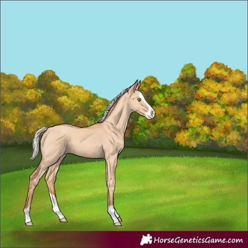 Horse Color:Silver Classic Champagne Dun Splash 