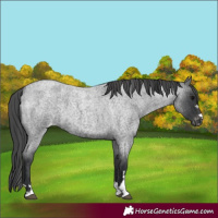 Horse Color:Blue Roan Appaloosa