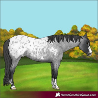 Horse Color:Blue Roan Appaloosa 
