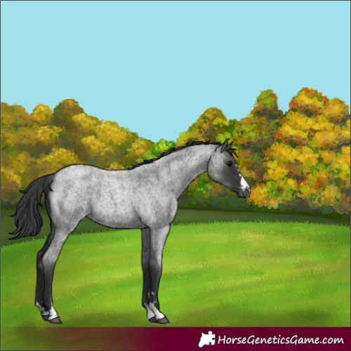 Horse Color:Blue Roan Varnish
