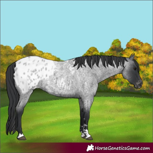 Horse Color:Blue Roan Blanket 