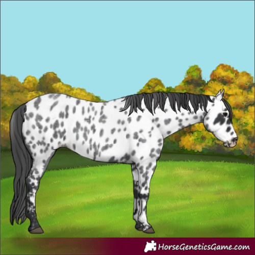 Horse Color:Blue Roan Near Leopard