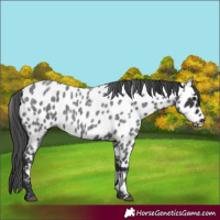 Horse Color:Blue Roan Near Leopard