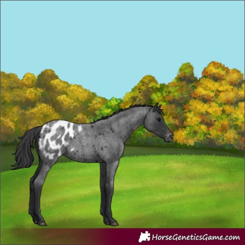 Horse Color:Blue Roan Blanket