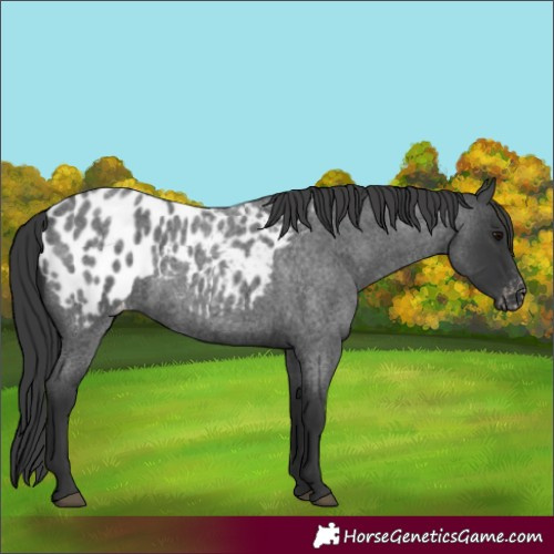 Horse Color:Blue Roan Near Leopard