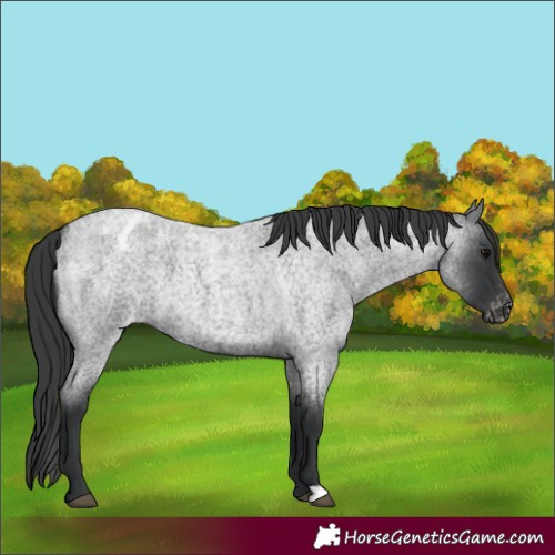 Horse Color:Blue Roan Varnish