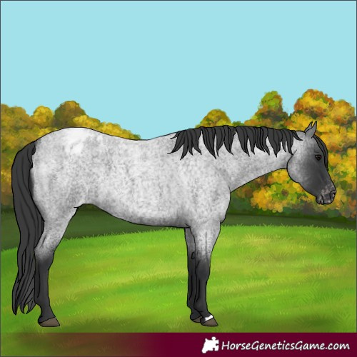 Horse Color:Blue Roan Varnish