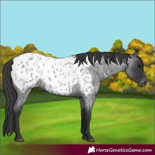Horse Color:Blue Roan Near Leopard