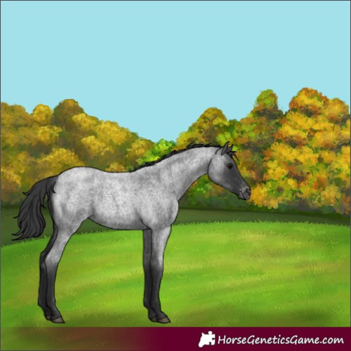Horse Color:Blue Roan Varnish