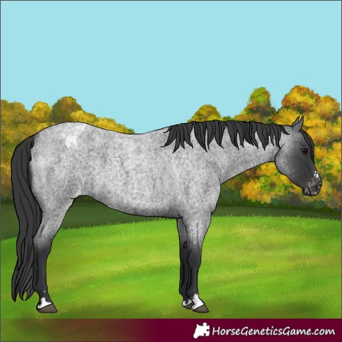 Horse Color:Blue Roan Varnish 