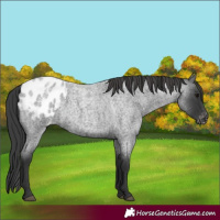 Horse Color:Blue Roan Appaloosa