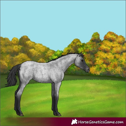 Horse Color:Blue Roan Varnish