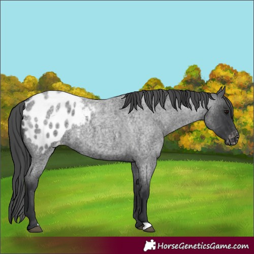 Horse Color:Blue Roan Blanket