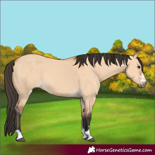 Horse Color:Bay Dun 