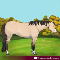 Horse Color:Bay Dun