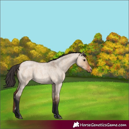 Horse Color:Bay Roan Dun