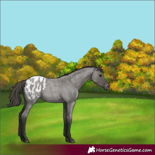 Horse Color:Grullo Roan Blanket