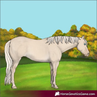Horse Color:Cremello Dun 