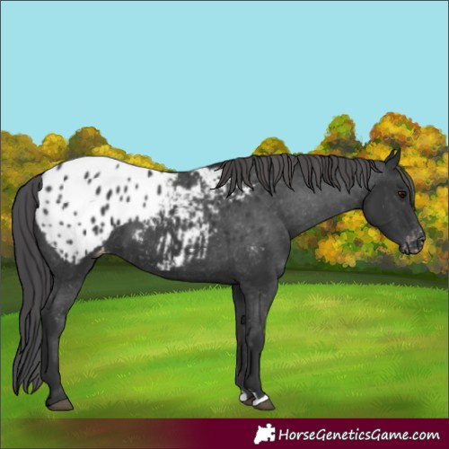 Horse Color:Black Blanket 
