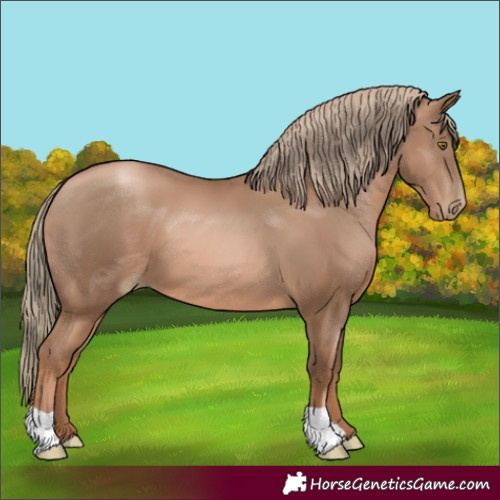 Horse Color:Liver Chestnut Pearl 