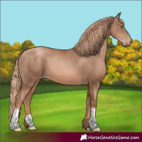 Horse Color:Liver Chestnut Pearl 