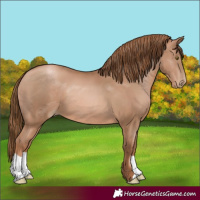 Horse Color:Liver Chestnut Pearl 