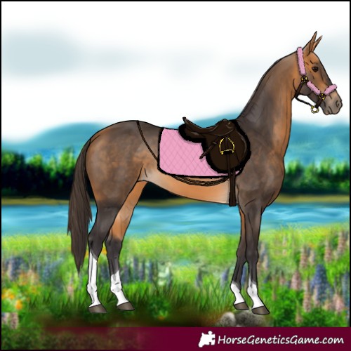Horse Color:Buckskin Tobiano