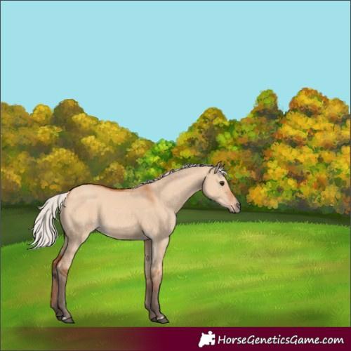 Horse Color:Silver Bay Dun 