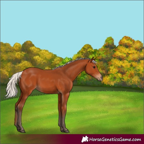 Horse Color:Silver Bay