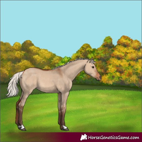 Horse Color:Silver Bay Dun