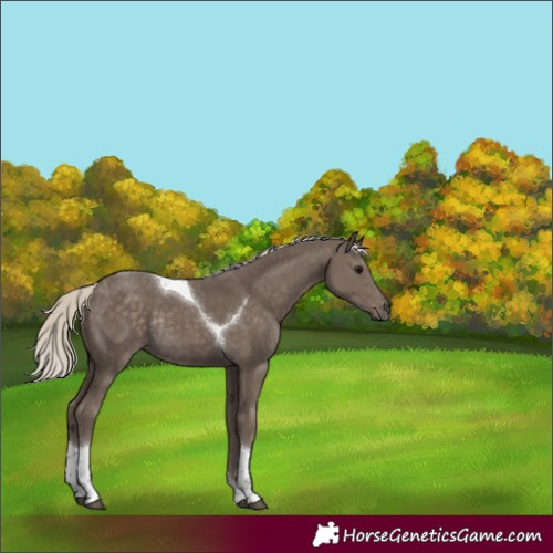 Horse Color:Silver Smoky Black Tobiano Rabicano 