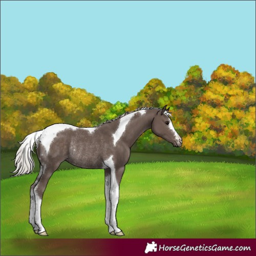 Horse Color:Silver Black Tobiano Rabicano