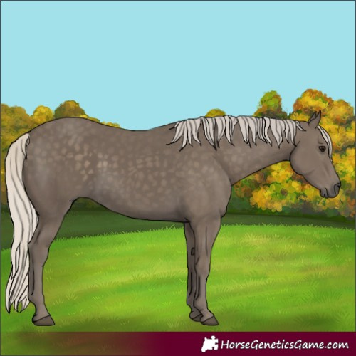 Horse Color:Silver Smoky Black Rabicano 