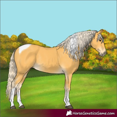 Horse Color:Palomino Tobiano Rabicano 