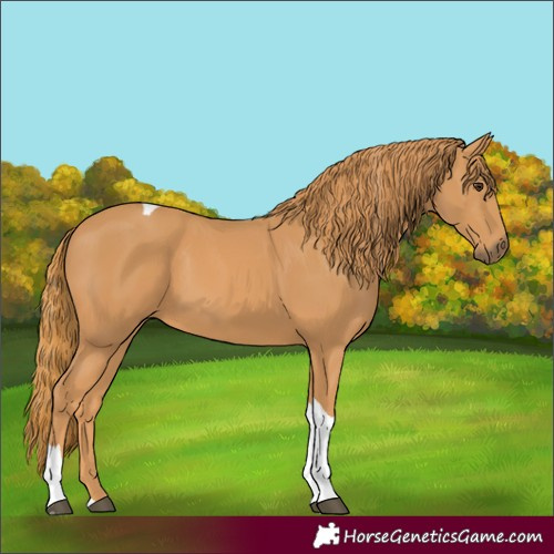 Horse Color:Chestnut Tobiano Rabicano