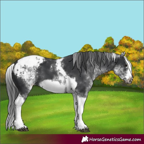 Horse Color:White Spotted Black Splash Tobiano Frame Appaloosa 