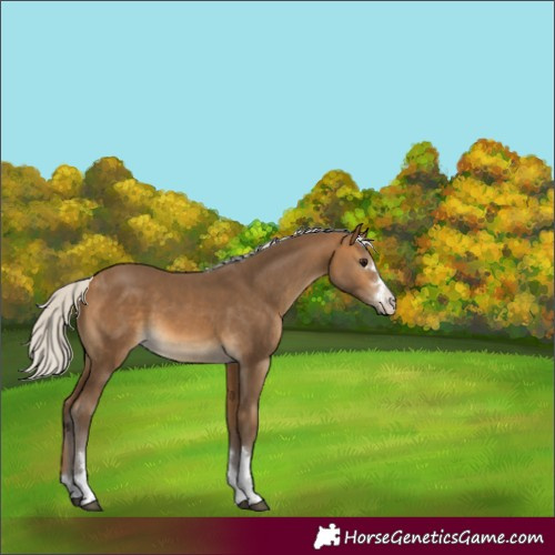Horse Color:Silver Buckskin