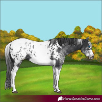 Horse Color:White Spotted Black Splash Tobiano Frame Appaloosa