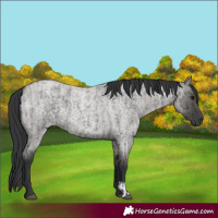 Horse Color:Blue Roan  and Grullo Roan 