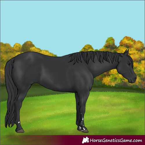 Horse Color:Black 