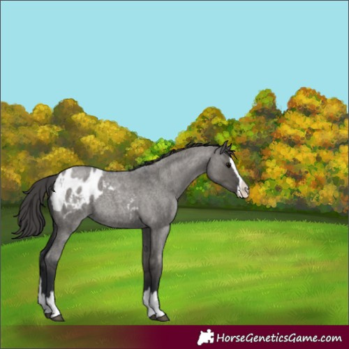 Horse Color:Unknown 