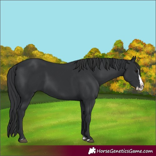Horse Color:Black Splash 