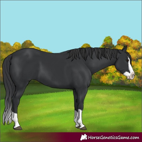 Horse Color:Black Splash 