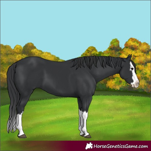 Horse Color:Black Splash