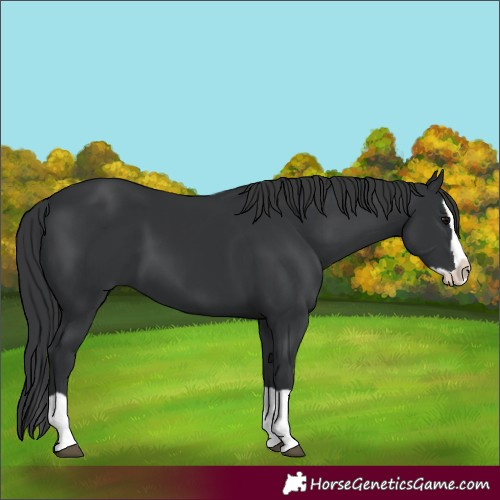 Horse Color:Black Splash 